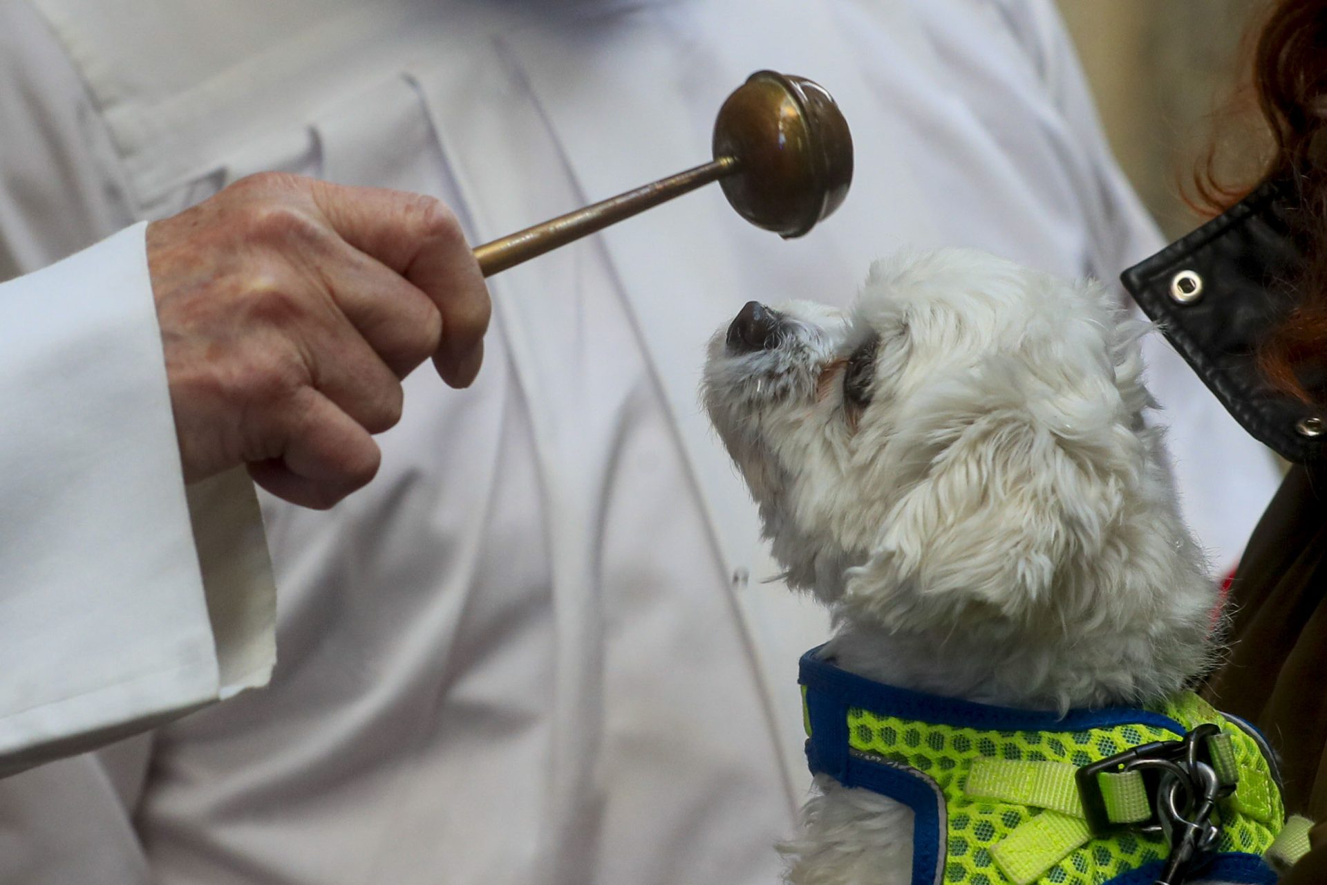 MADRID, 17/01/2024.- Un párroco bendice a un perro durante la celebración de San Antón, el patrón de los animales, que se celebra este miércoles en Madrid. EFE/ Fernando Alvarado 