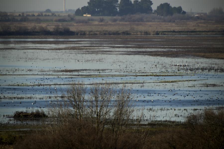 En la imagen, Parque Nacional de las Tablas de Daimiel (Ciudad Real). Archivo EFE/Jesús Monroy