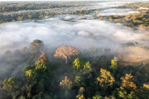 YURUA, 14/02/2024.- Vista aérea del río Amônia y la selva amazónica en Yurua, Ucayali, Perú. La mitad de la Amazonía podría sufrir alteraciones irreversibles e incluso desaparecer en 2050, ha concluido un equipo internacional de investigadores tras evaluar los umbrales críticos que pueden provocar cambios profundos en la región y empujar al bosque tropical más grande del mundo a un punto de "no retorno" que repercutirá en el clima gobal de la Tierra. Los resultados del trabajo, liderado por la Universidad Federal de Santa Catalina (Brasil) y en el que han participado expertos del Consejo Superior de Investigaciones Científicas (CSIC) español, aparecen hoy en la revista Nature, y entre las conclusiones más alarmantes destaca una: dos de esos umbrales, los correspondientes a los niveles de deforestación y a la degradación del bosque amazónico, ya se han sobrepasado.-EFE/ Andre Dib***SOLO USO EDITORIAL/SOLO DISPONIBLE PARA ILUSTRAR LA NOTICIA QUE ACOMPAÑA (CRÉDITO OBLIGATORIO)***