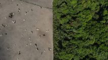 Foto de archivo tomada con un dron fechada el 08 de febrero de 2024 que muestra la selva amazónica dividida con una zona de cría de ganado. EFE/ Antonio Lacerda