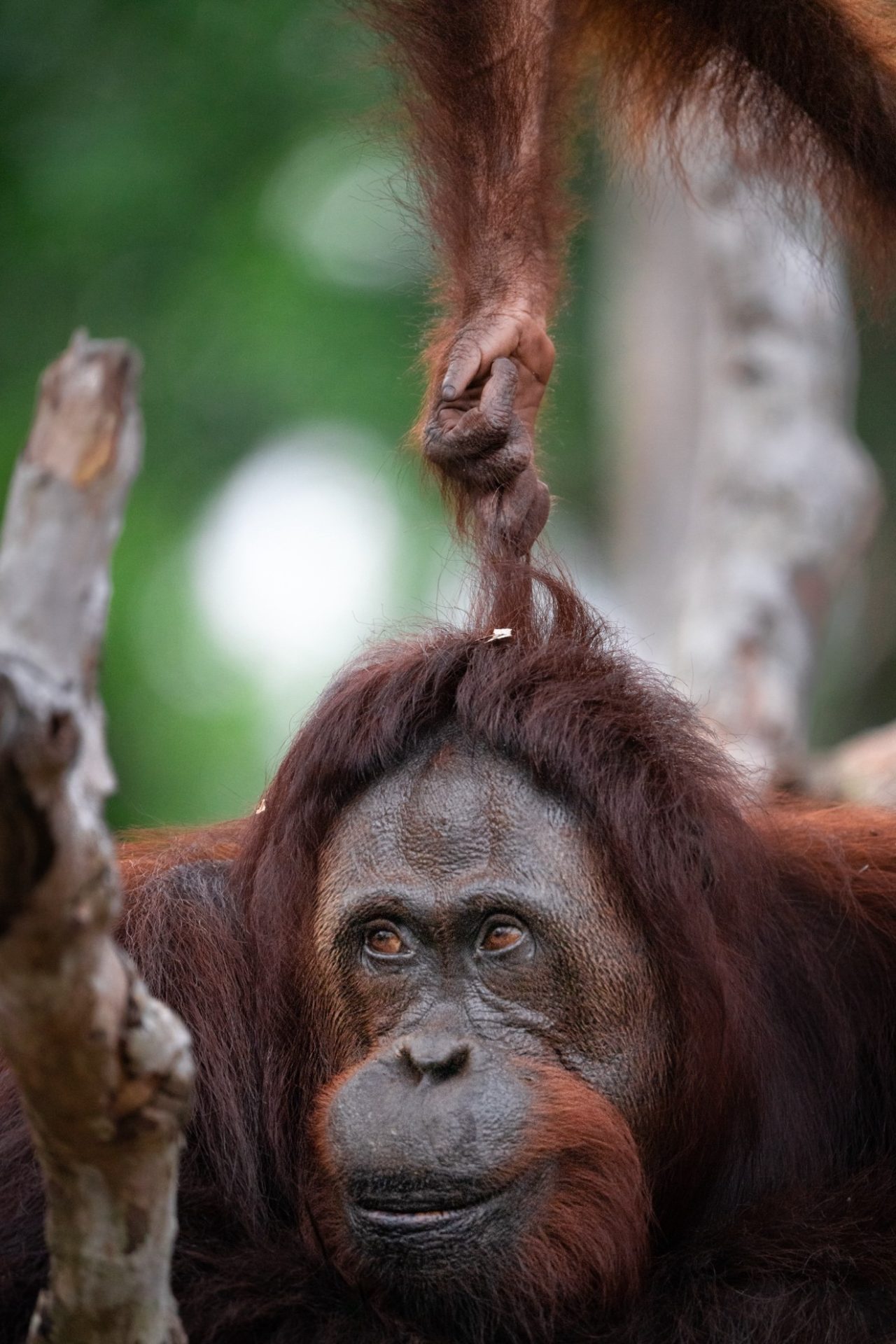 Un orangután juvenil tira del pelo a su madre. Crédito: BOS Foundation BPI/SOLO USO EDITORIAL 