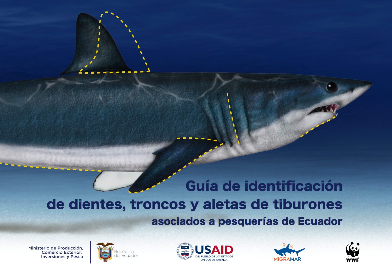 Portada de la Guía de identificación de dientes, troncos y aletas de tiburones asociados a pesquerías de Ecuador. © WWF-Ecuador