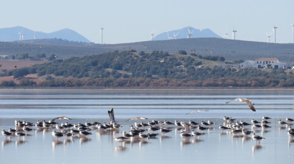 Gaviotas sombrías en la laguna de Fuente de Piedra en Málaga. / Víctor Martín Vélez