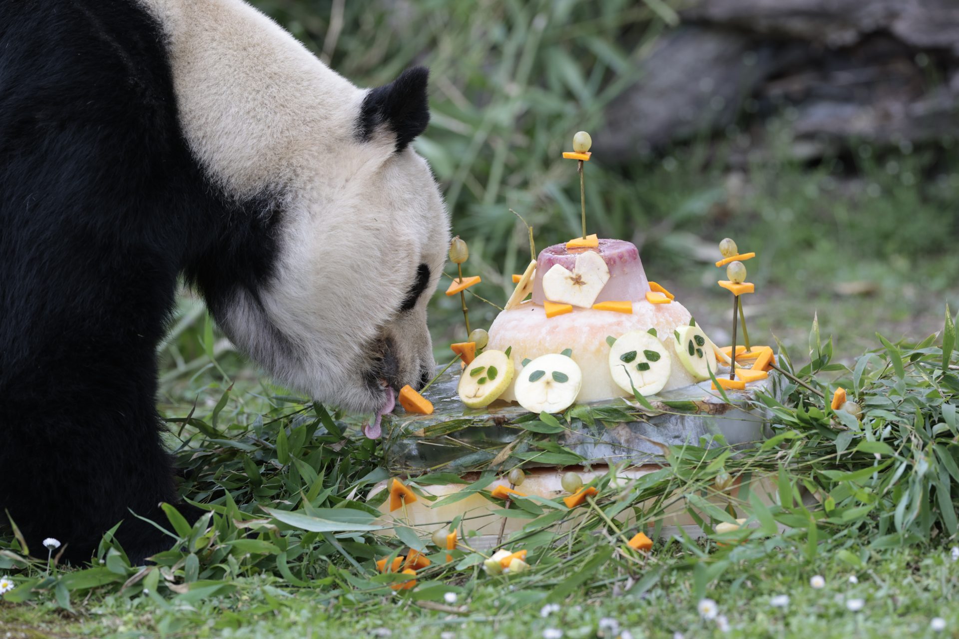 Bing Xing, uno de los cinco ejemplares de oso panda gigante que viven en el zoológico de Madrid, el único lugar de España que acoge a pandas gigantes, come una tarta. EFE/ ZIPI