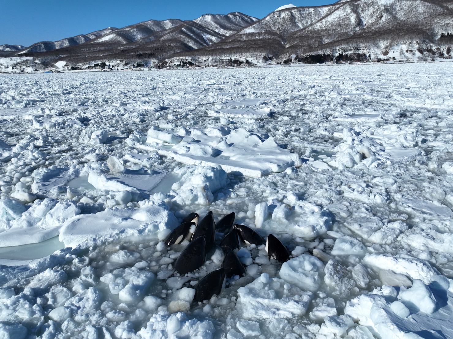 Un grupo de aproximadamente 15 orcas ha quedado atrapado en hielo a la deriva frente a la costa de la península de Shiretoko, en Hokkaido (norte de Japón), según informó la guardia costera de la localidad. EFE/ Wildlife Pro Llc SOLO USO EDITORIAL/SOLO DISPONIBLE PARA ILUSTRAR LA NOTICIA QUE ACOMPAÑA (CRÉDITO OBLIGATORIO)