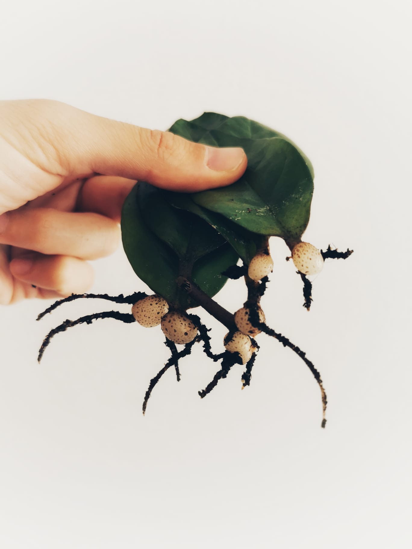 Imagen de uso editorial cedidas por el proyecto de jardinería ecológica Rojomenta.