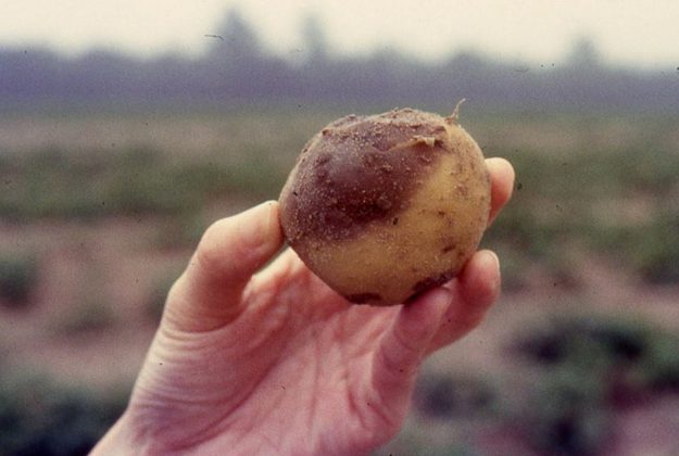 Un tubérculo de patata infectado como el que podría haber desencadenado los primeros brotes en EE.UU. Crédito: Jean Ristaino