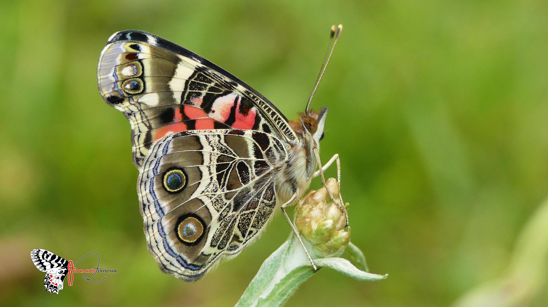 Una nueva especie de mariposa no invasora procedente de América