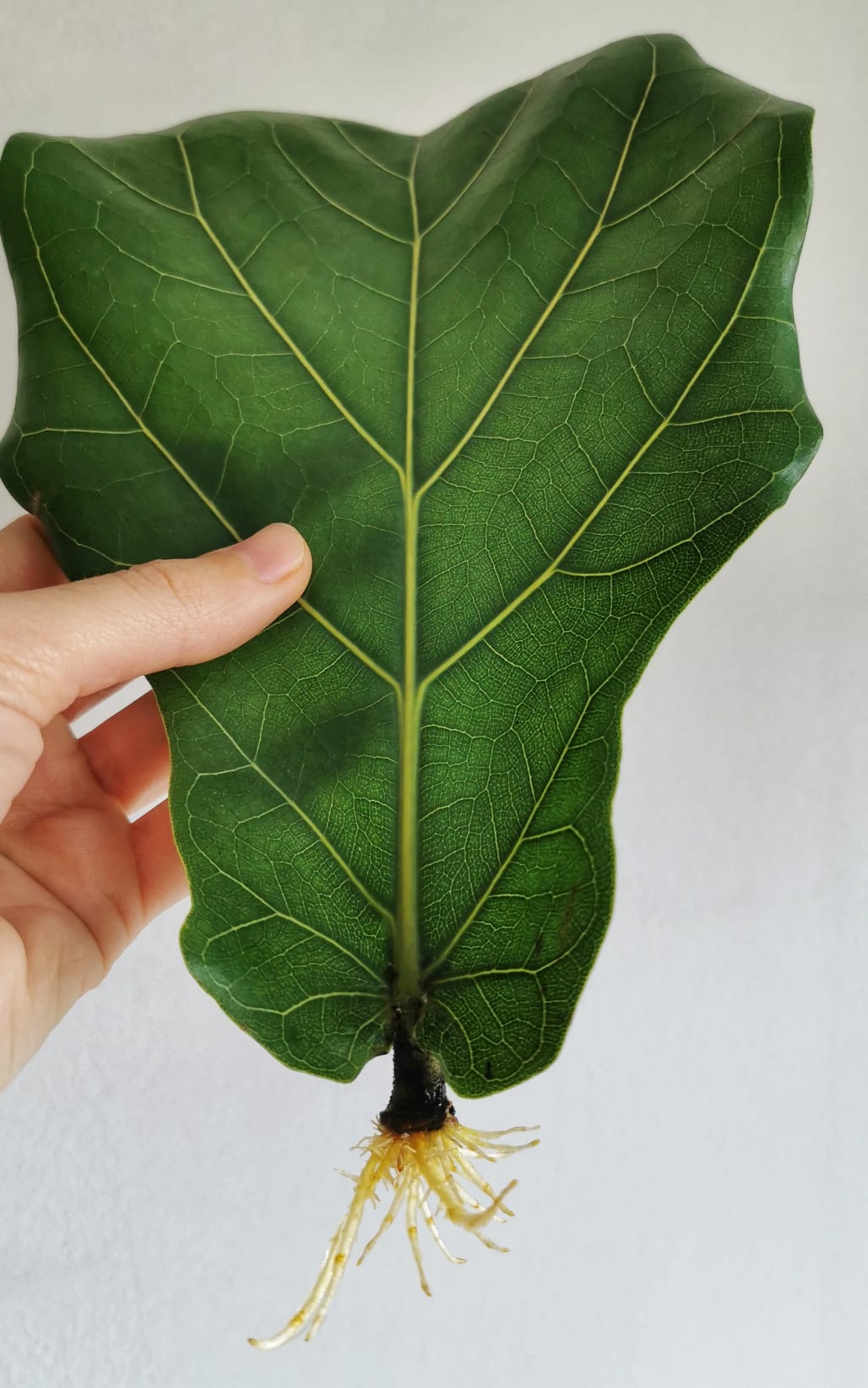 Imagen de uso editorial cedidas por el proyecto de jardinería ecológica Rojomenta.