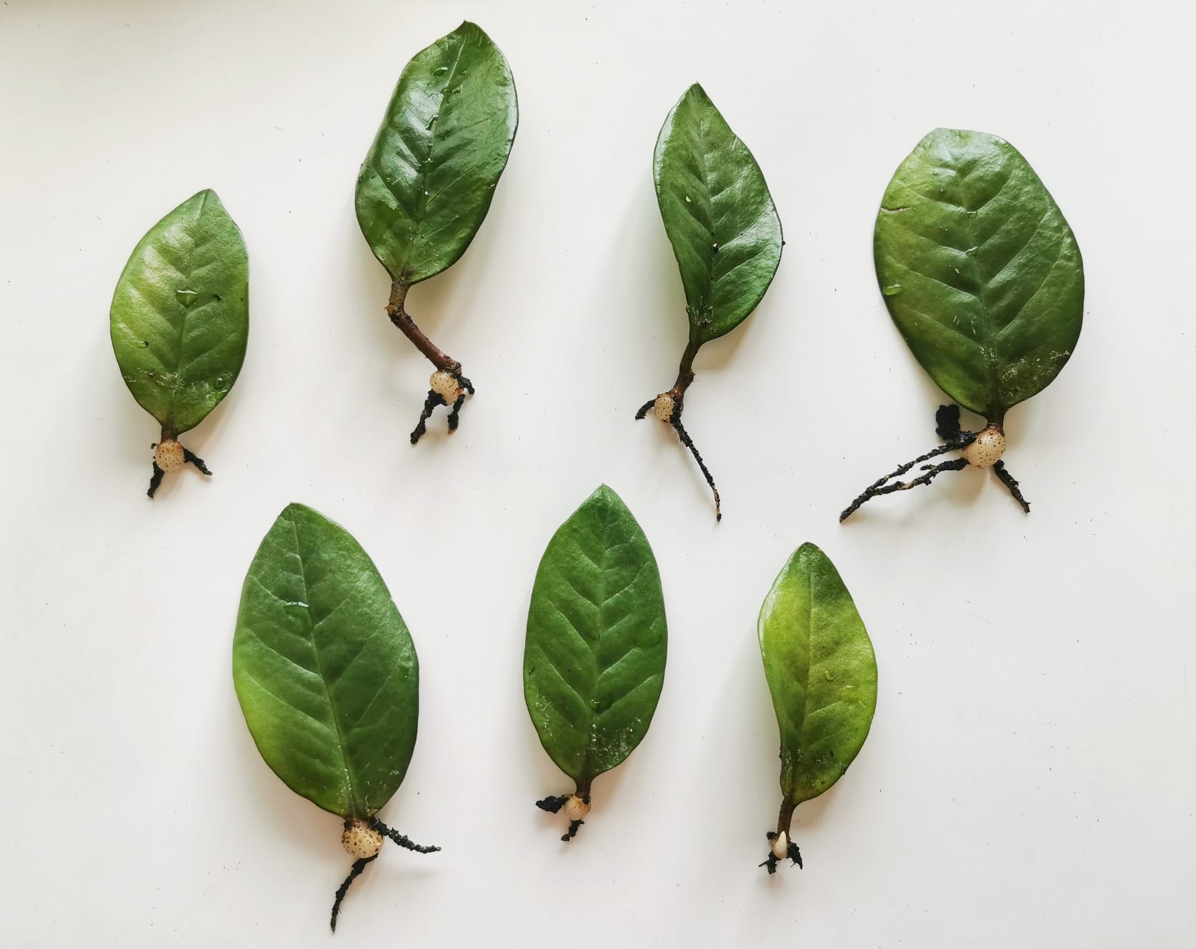 Imagen de uso editorial cedidas por el proyecto de jardinería ecológica Rojomenta.