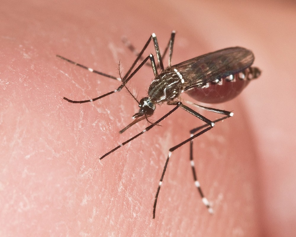 11/03/2024.- Fotografía cedida por el Instituto de Ciencias Agrícolas y Alimentarias de la Universidad de Florida (UF/IFAS) donde se muestra una hembra adulta de un Aedes aegypti, el mosquito transmisor de la fiebre amarilla. Científicos en EE.UU. encontraron que el Aedes aegypti, conocido como el mosquito de la fiebre amarilla, es capaz de adaptarse a las temperaturas en su "entorno local" en medio del cambio climático, y optimizar así su desempeño a la hora de transmitir enfermedades. EFE/ UF/IFAS/ SÓLO USO EDITORIAL/SÓ