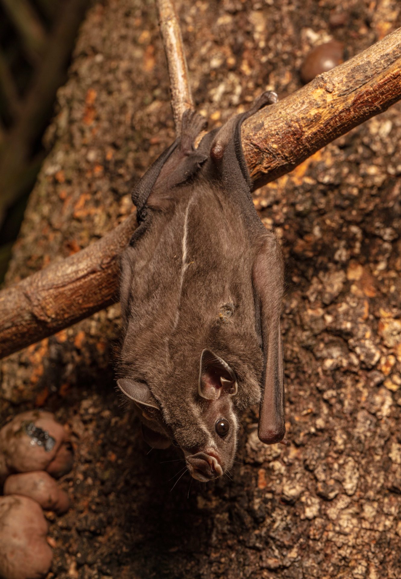 AME314. MOXOS (BOLIVIA), 20/03/2024.- Fotografía cedida por la Sociedad para la Conservación de la Vida Silvestre (WCS, por sus siglas en inglés) de una especie de murciélago sobre una rama, en Moxos (Bolivia). Una expedición en la que participaron decenas de biólogos contabilizó miles de especies en los Llanos de Moxos, en la Amazonía boliviana, de los cuales once son nuevos registros para el país andino, entre plantas, mariposas, peces y un murciélago. De estos ejemplares, hay cinco posibles candidatos como nuevas especies para la ciencia. Los investigadores publicaron este mes el 'Informe de la Expedición Científica a los lagos y lagunas de Reyes y Santa Rosa' que expone los resultados sobre la vasta biodiversidad que alberga los Llanos de Moxos, un lugar poco estudiado. EFE/ Sociedad para la Conservación de la Vida Silvestre/ SÓLO USO EDITORIAL/SÓLO DISPONIBLE PARA ILUSTRAR LA NOTICIA QUE ACOMPAÑA (CRÉDITO OBLIGATORIO)