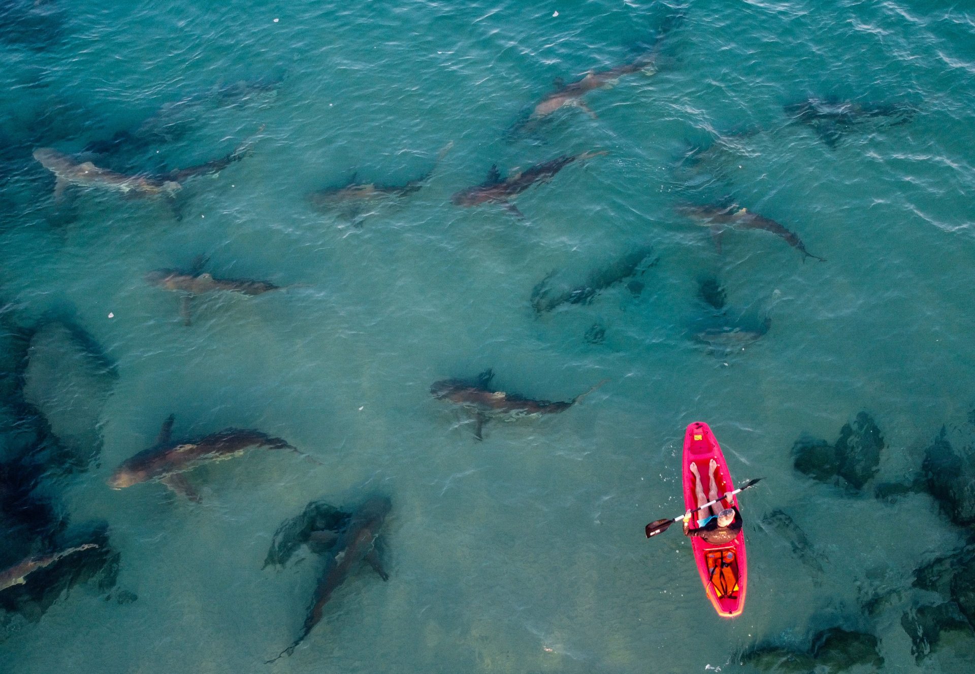 Hadera (Israel), 29/12/2022.- Imagen tomada con un dron muestra a un kayakista y un grupo de tiburones debajo de él en las aguas poco profundas cerca de la corriente de agua caliente de la central eléctrica de Orot Rabin en el mar Mediterráneo, al norte de la ciudad. de Hadera, Israel, este jueves. En los últimos años, un grupo de tiburones areneros y tiburones trozo aparecen cada invierno frente a la corriente de agua caliente de la central eléctrica israelí Orot Rabin en Hadera. El fenómeno especial atrae a la gente por una rara oportunidad de examinar de cerca al animal salvaje.- EFE/ABIR SULTAN
