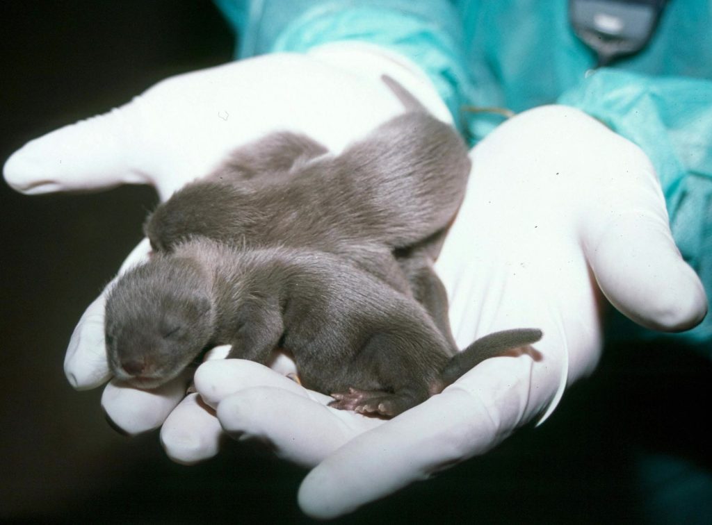 MD06 Madrid, 16.07.05.- Imagen de las primeras crías de visón europeo nacidas en cautividad el pasado mes de junio en el centro de cría leridano de Pont de Suert . El visón europeo es el carnívoro de Europa occidental más amenazado de extinción que existe, tras el lince europeo. Se calcula que su población en España se reduce a unos 500 ejemplares. EFE