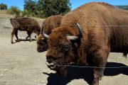 GRAF3145. PALENCIA, 07/12/2018.- Bisontes europeos en la Reserva de San Cebrián de Mudá (Palencia), La Reserva del Bisonte Europeo de San Cebrián de Mudá (Palencia) pide a la Junta y al Gobierno que no sometan a sus bisontes a saneamiento ganadero ya que esos controles pueden acabar con los 15 ejemplares de esta reserva, creada hace nueve años para contribuir al desarrollo de la zona y a conservar la especie. Por ello la Reserva Bison Bonasus, promovida y gestionada por el ayuntamiento de San Cebrián de Mudá, ha iniciado una petición contra estos controles veterinarios en la plataforma change.org dirigida a Consejería de Agricultura y Ganadería de la Junta de Castilla y León y al Ministerio de Agricultura, Alimentación y Medio Ambiente, que ya ha registrado casi 2.500 firmas de apoyo.- EFE/ A. Álvarez