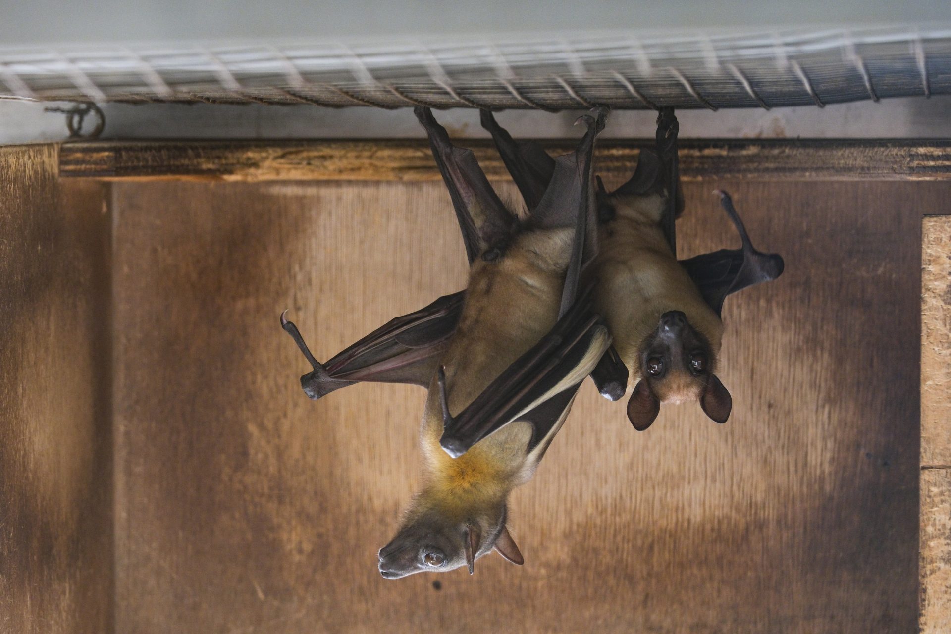 GRAFCAN3387. SANTA CRUZ DE TENERIFE (ESPAÑA), 10/01/2024.- El Gobierno de Canarias promoverá la apertura de un banco de antídotos contra las picaduras de animales peligrosos junto a la fundación Neotrópico, para evitar la dependencia de los centros situados en la península ante posibles accidentes provocados por especies invasoras. En la imagen, dos murciélagos en el centro de la fundación Neotrópico para fauna exótica que este miércoles ha visitado el vicepresidente de Canarias, Manuel Domínguez. EFE/Alberto Valdés