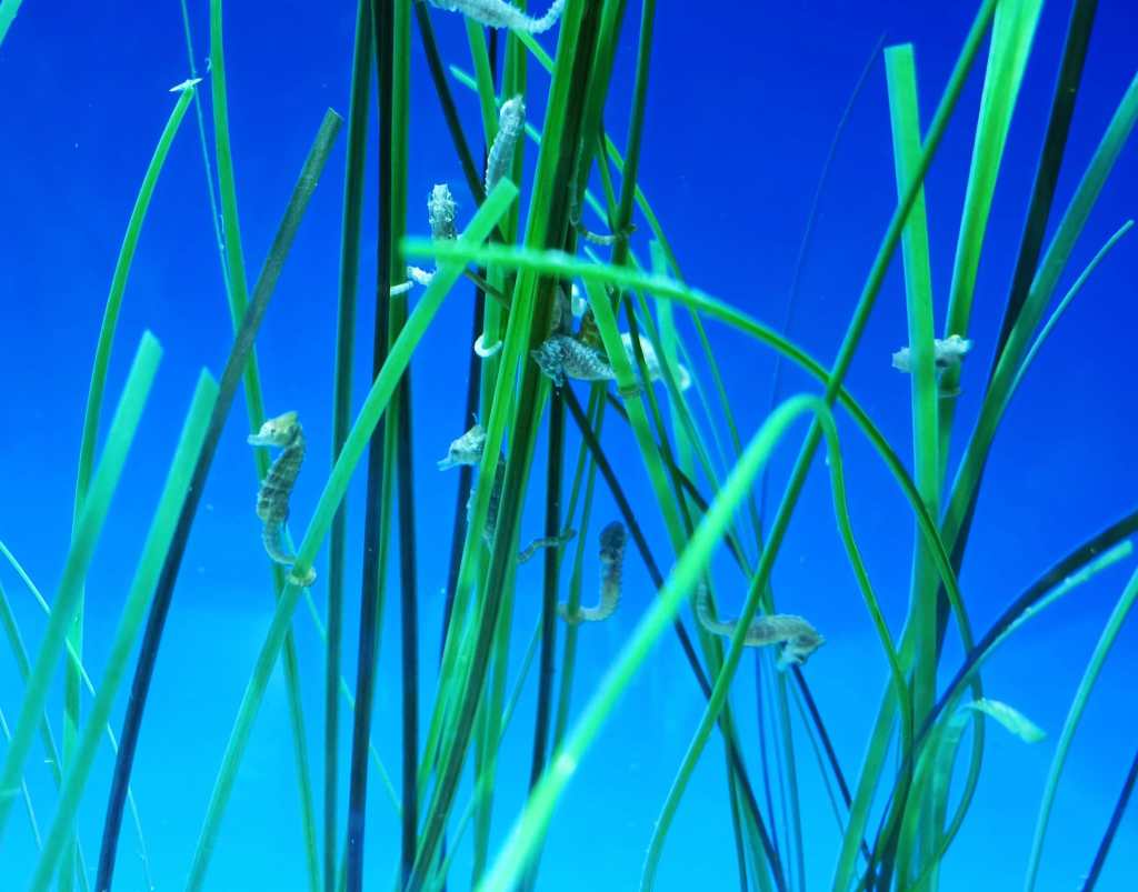 Hipocampos foto @arturolarena para @efeverde