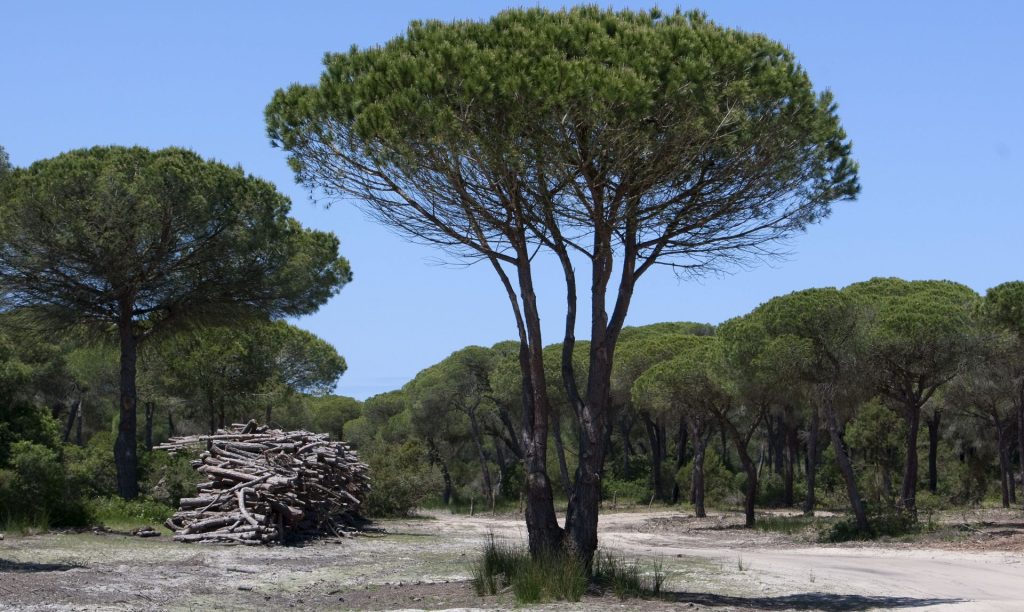 Vista de archivo de un pinar al sur del Espacio Natural de Doñana. EFE/José Manuel Vidal