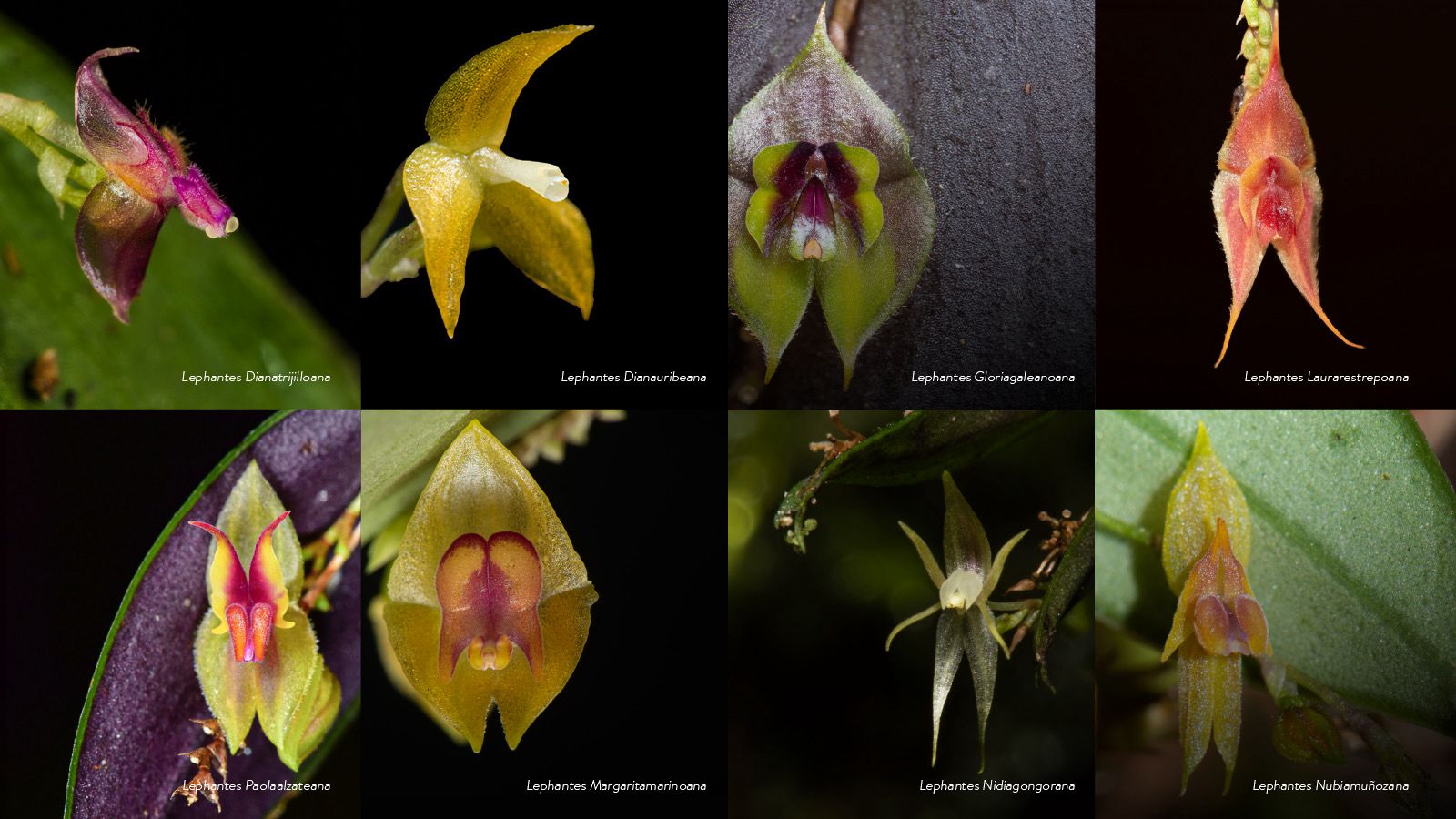 8 nuevas especies de orquídeas halladas en Parque Nacional Natural Farallones de Cali