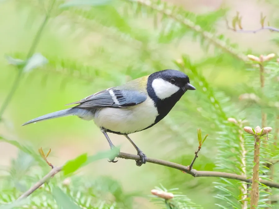 Fotografía facilitada por el investigador de lingüística animal de la Universidad de Tokio, Toshitaka Suzuki, de la especie de ave llamada herrerillo japonés. EFE