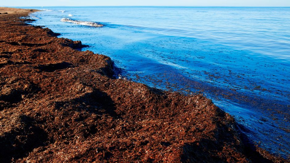 Imagen: Pastos marinos acumulados en la orilla
