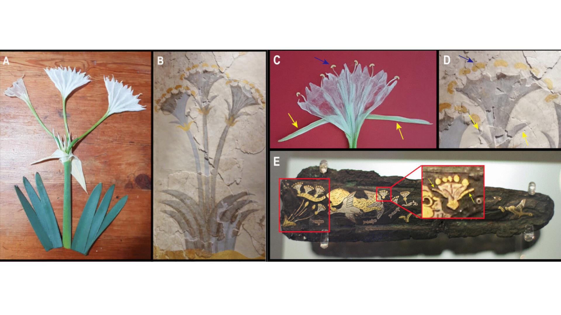 Un grupo de investigadores de la Universidad Autónoma de Madrid (UAM) y de la Universidad Complutense de Madrid (UCM) revelan que la misteriosa planta "moly” mencionada en la Odisea, la célebre epopeya griega tradicionalmente atribuida a Homero, podría ser un complejo etnobotánico mediterráneo, teniendo como base el narciso del mar. Fotografía facilitada por la UAM. EFE