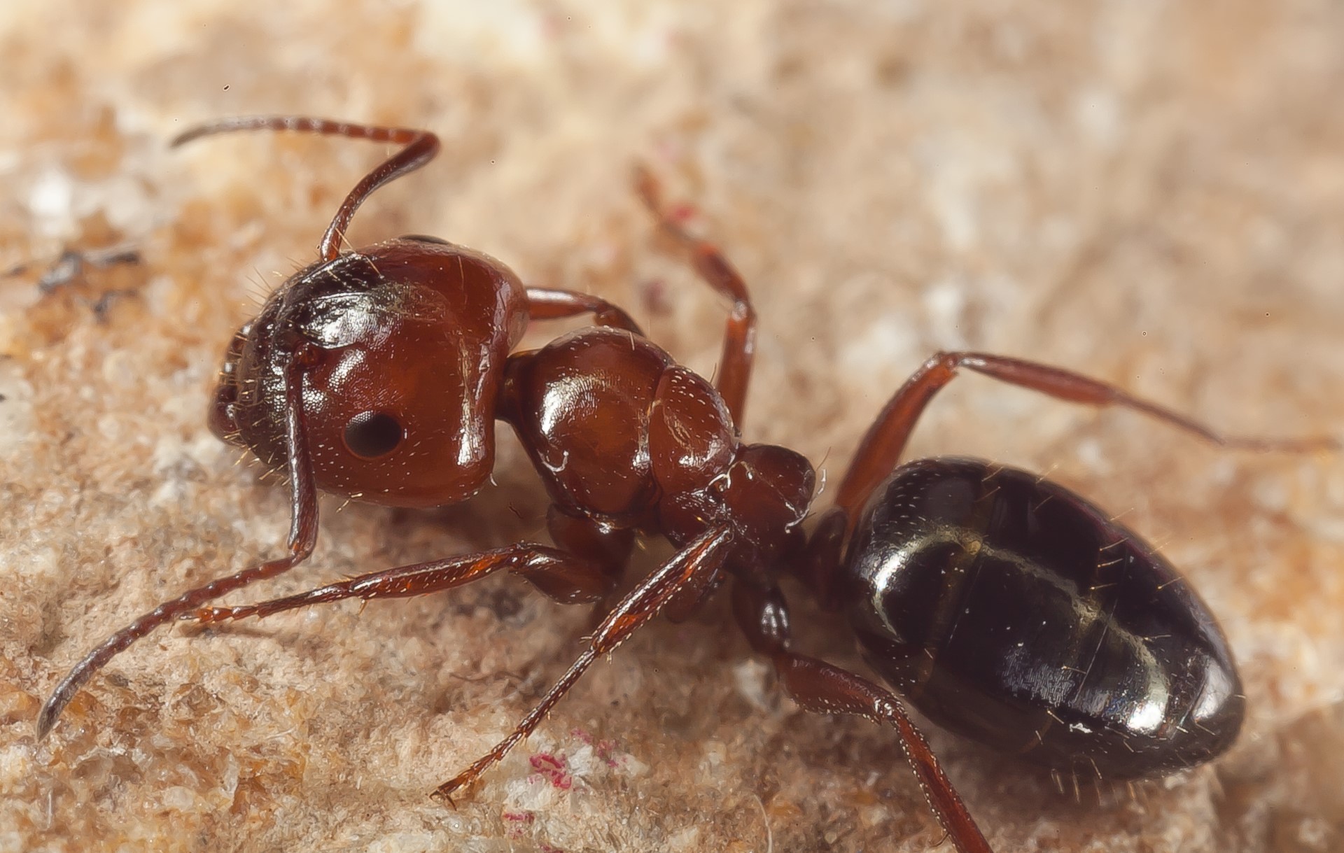 Hormiga Camponotus lateralis. Imagen tomada por Carlos del Pico Pons. Universidad de Granada