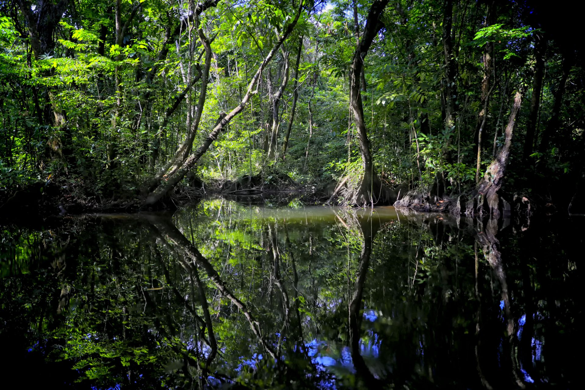 AME4268. GRACIAS A DIOS (HONDURAS), 06/06/2023.- Fotografía de un bosque en un humedal, el 24 de mayo de 2023, en el departamento de Gracias a Dios (Honduras). La Mosquitia hondureña es una región en donde confluyen tres áreas naturales protegidas: el Parque Nacional Patuca, la Reserva de la Biósfera de Río Plátano y la Reserva Tawahka Asagni. EFE/ Gustavo Amador