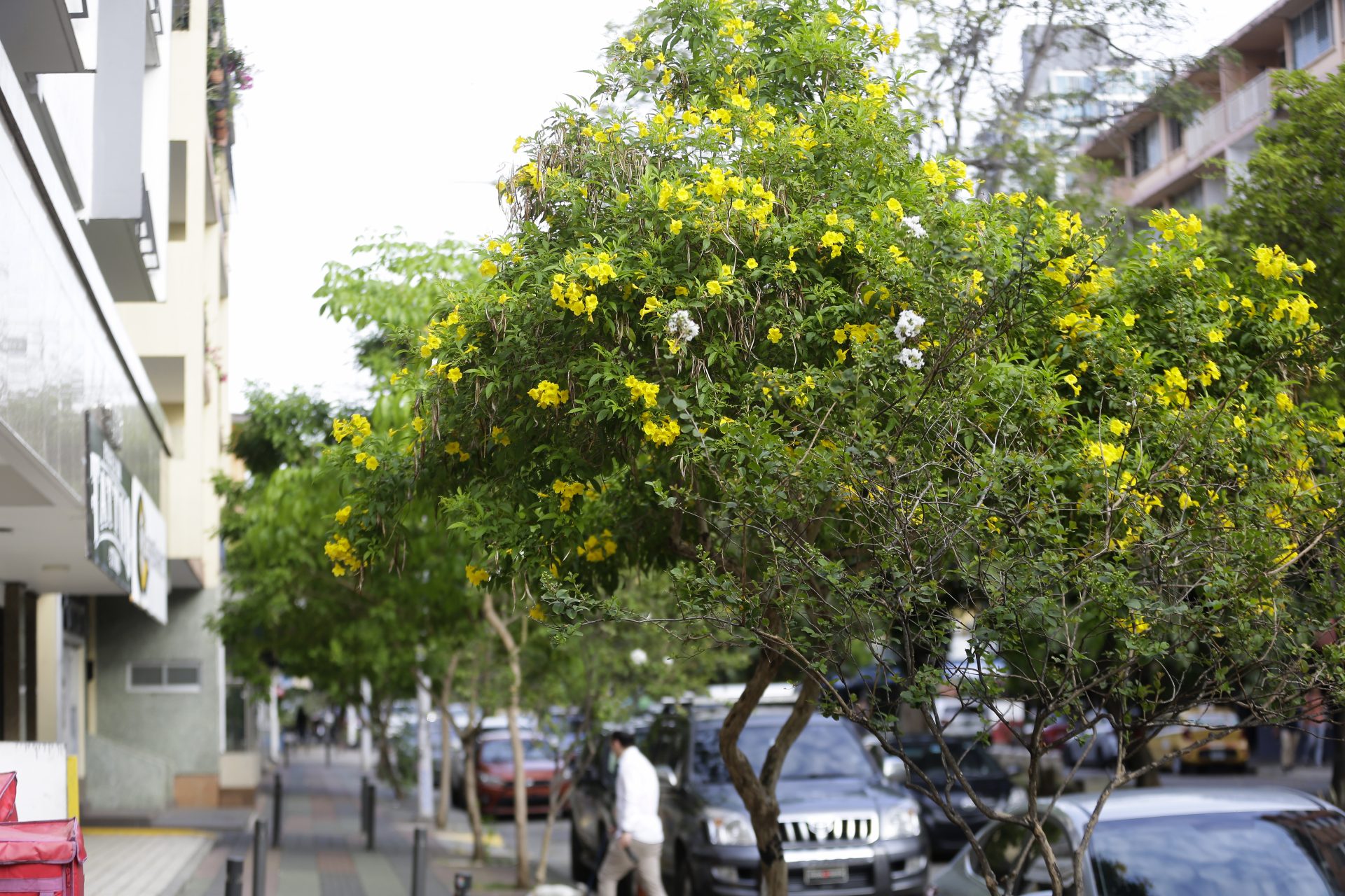 ACOMPAÑA CRÓNICA: PANAMÁ NATURALEZA AME9984. CIUDAD DE PANAMÁ (PANAMÁ), 24/04/2024.- Fotografía de guayacanes florecidos este miércoles en Ciudad de Panamá (Panamá). La floración de los guayacanes se convierte cada año, entre los meses de marzo y abril, en un espectáculo visual que pinta de amarillo el horizonte de la capital panameña, un tanto gris en los últimos meses debido a la alta contaminación ambiental. EFE/Carlos Lemos