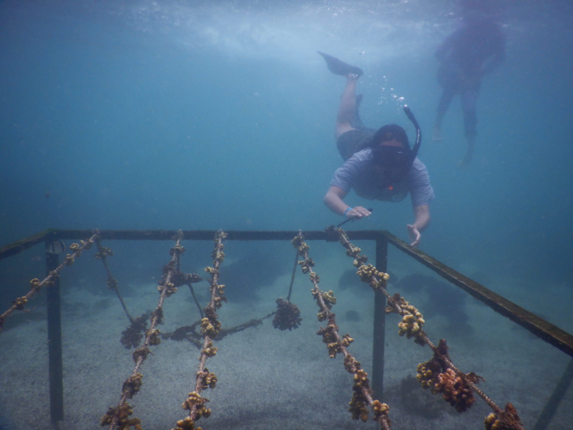 Fotografía de archivo fechada en septiembre del 2023 de corales que han sido trasplantados tras haber sido criados en viveros, conocidos coloquialmente como "guarderías", para repoblar el fondo marino del archipiélago, tras la grave mortandad provocada en años pasados por el fenómeno climático de El Niño, en las islas Galápagos (Ecuador). EFE/ Parque Nacional Galápagos