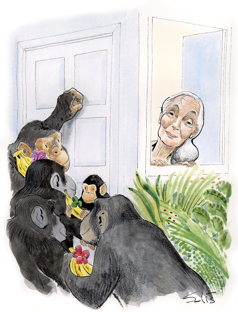 Celebrando los 90 de Jane Goodall.Por () Víctor Solís (@Visoor) desde Ciudad de México en la #ViñetaVerde de @EFEverde