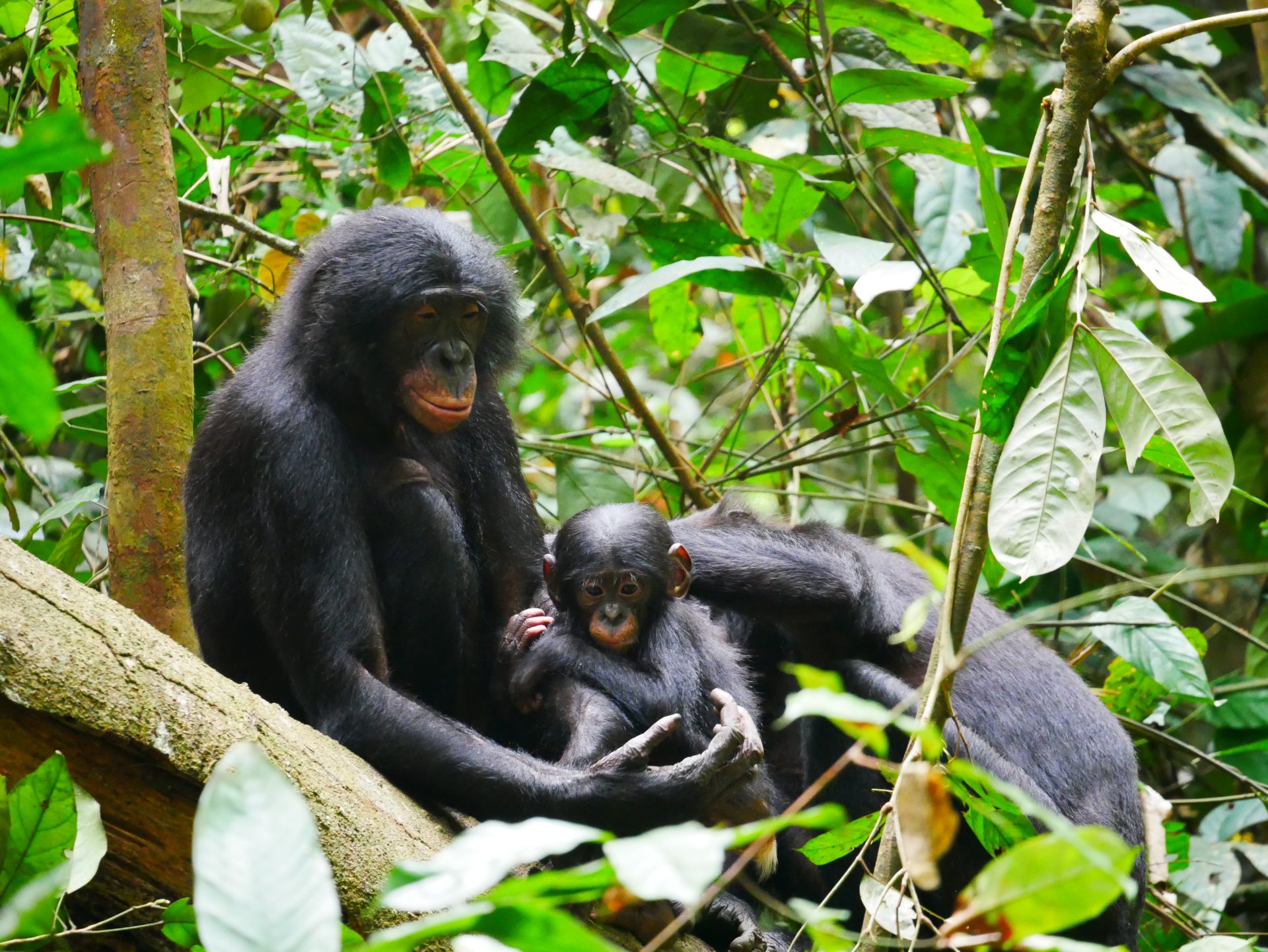 Fotografía de bonobos en Kokolopori Bonobo Reserve (Democratic Republic of Congo). Fotografía facilitada por Maud Mouginot, investigadora de la Universidad de Boston. EFE