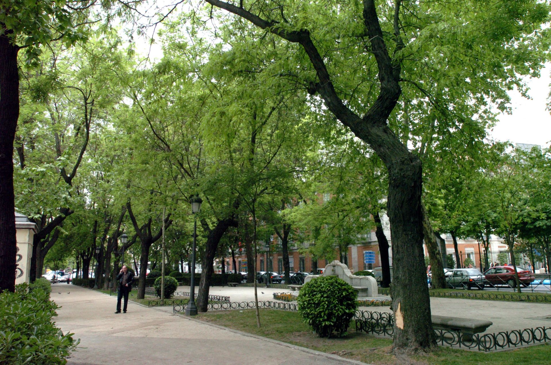 EFE/COM.MADRID MD59 Madrid, 04/05/06.- Imagen de alguno de los 113 Arboles singulares, algunos de 200 años, ubicados en la zona del Plan Especial Recoletos-Prado. EFE/José Huesca
