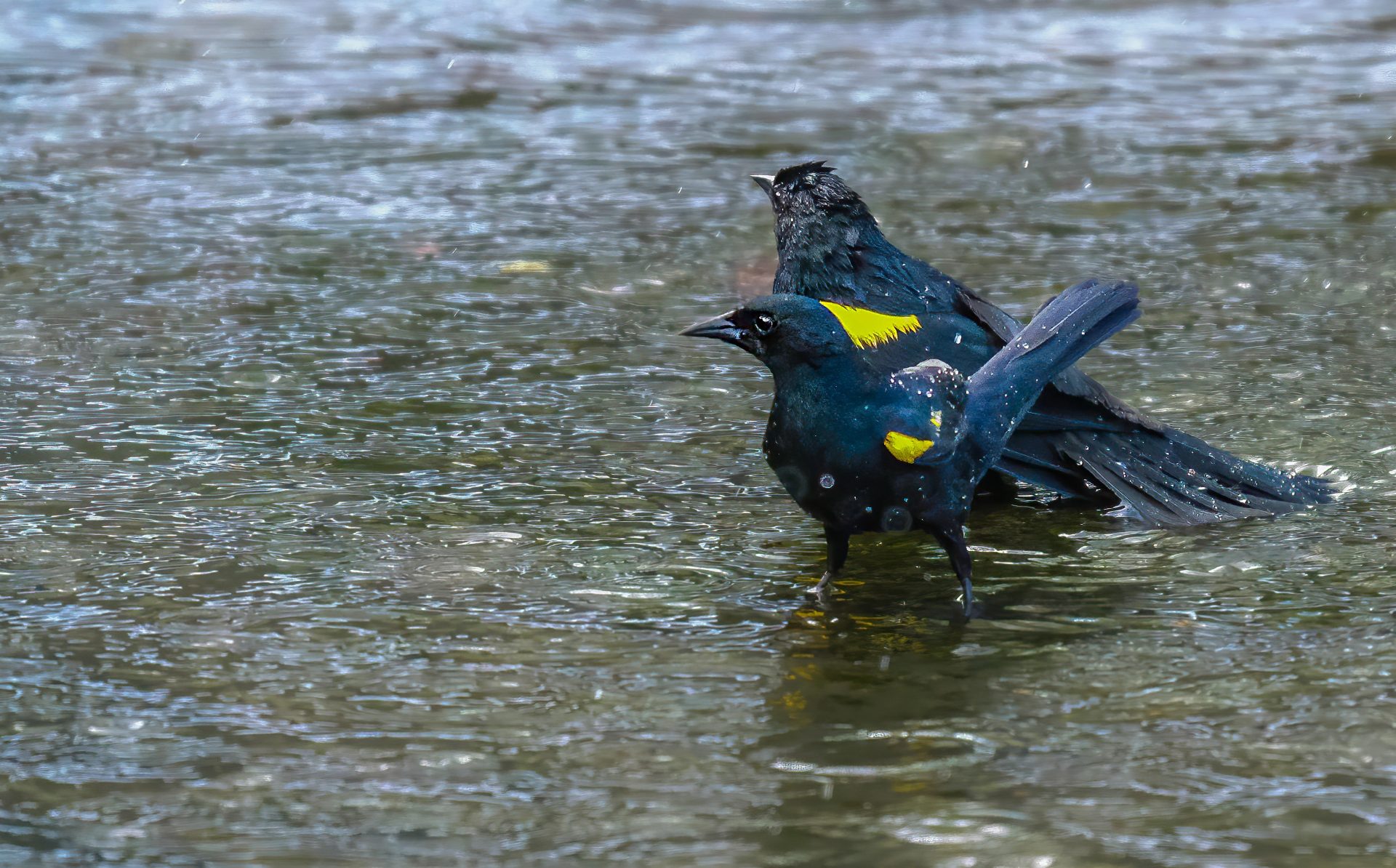 Fotografía cedida por la compañía Luma Energy donde aparece un par de mariquitas, una de las 19 especies de aves endémicas en peligro de extinción en Puerto Rico. EFE/Luma Energy /SOLO USO EDITORIAL /NO VENTAS /SOLO DISPONIBLE PARA ILUSTRAR LA NOTICIA QUE ACOMPAÑA /CRÉDITO OBLIGATORIO 