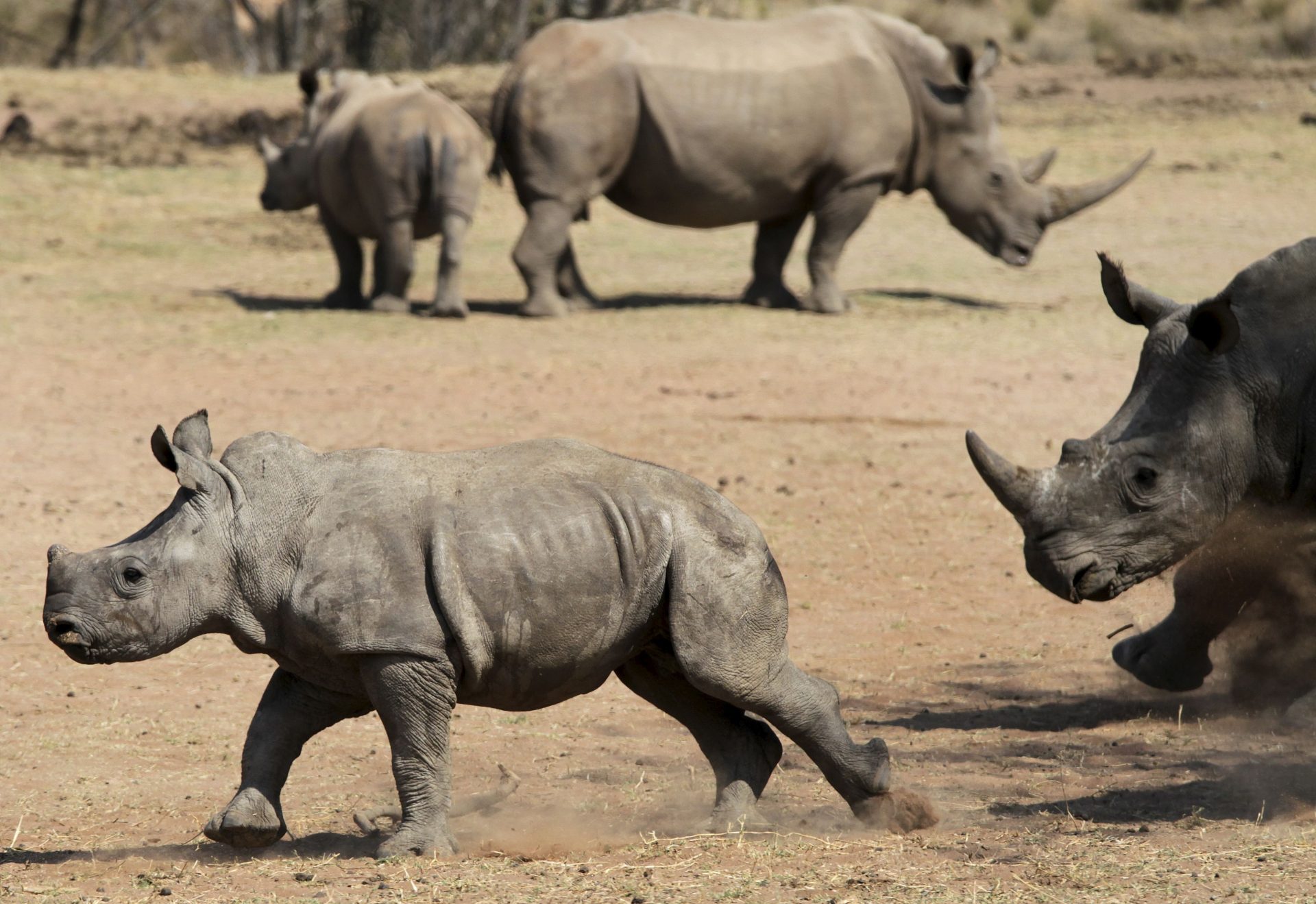 epa02354961 (5/14) A young white rhino runs with its family on a game farm in the Waterberg district, some 350km north-west of Johannesburg, South Africa, 08 September 2010. Over the past two years, after three decades of painstaking work to rebuild the country's rhino population from a few hundred in the 1950s to around 21,000, black and white rhinos are severely under threat by a spike in poaching driven by demand in Asia for rhino horn. From a few dozen rhinos poached each year in the early 2000s, the numbers have escalated to 122 in 2009 and over 200 so far in 2010. Kruger National Park, the country's biggest tourist destination, has been worst-hit, but as the park boosts its patrols, poachers are now seeking other, softer targets. Between 18 and 19 September 2010, five rhinos were found with their horns sawn off in Pilanesberg National Park. EPA/JON HRUSA
