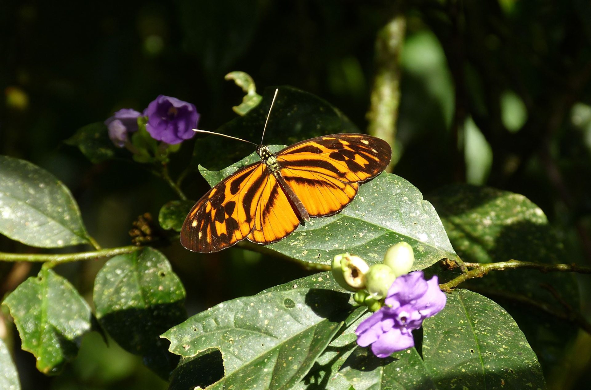 Imagen cedida de una especie parental de mariposa Heliconius pardalinus. EFE/Andrew Neild