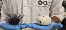 Erizos de mar Diadema setosum antes (izquierda) y después (derecha) de la mortalidad. El esqueleto blanco queda al descubierto tras la desintegración del tejido y la pérdida de espinas. Crédito: Tel Aviv University