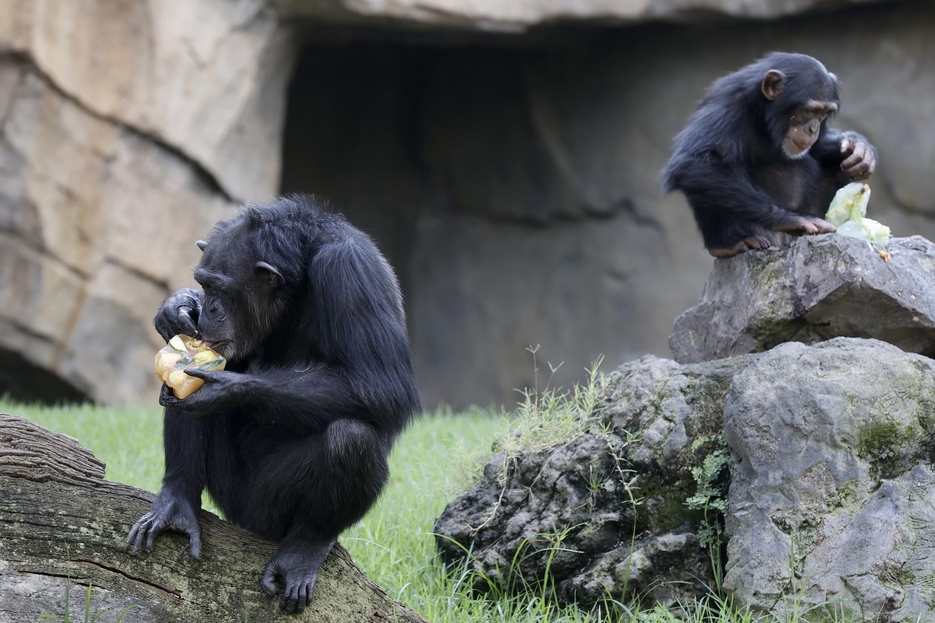 La capacidad de aprendizaje de los chimpancés mejora a lo largo de toda su vida