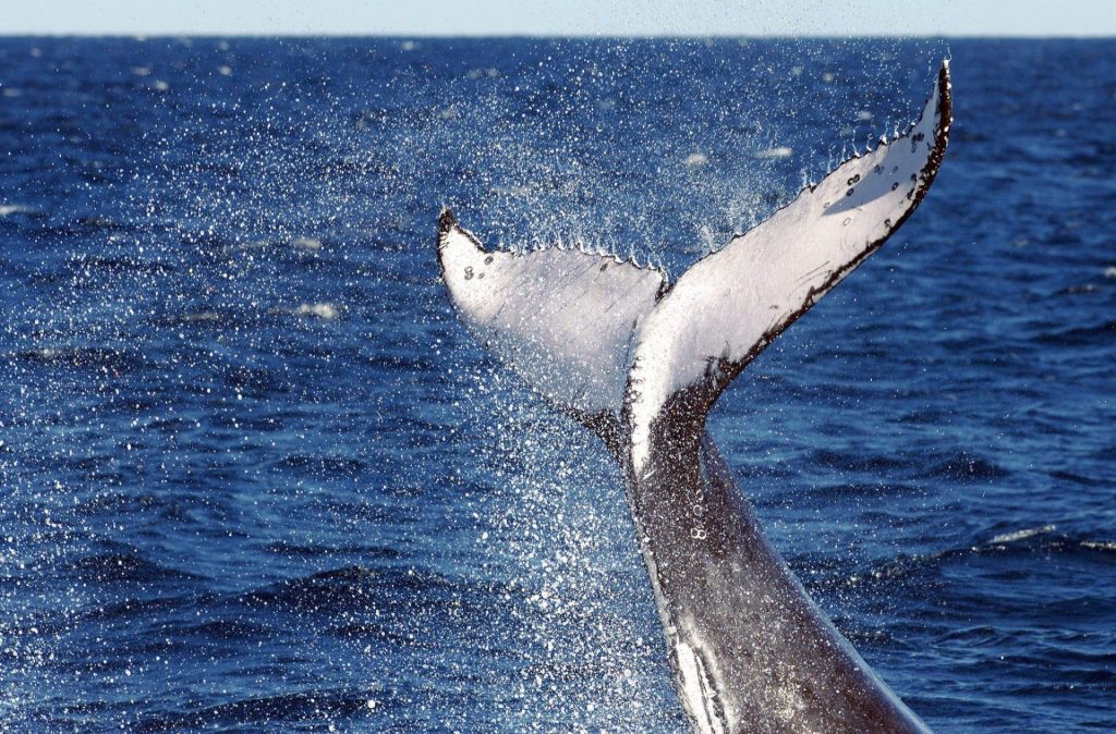 Imagen de archivo de una ballena con aleta dorsal. EFE/Dave Hunt *+prohibido su uso en Australia y Nueva Zelanda [AUSTRALIA AND NEW ZEALAND OUT]