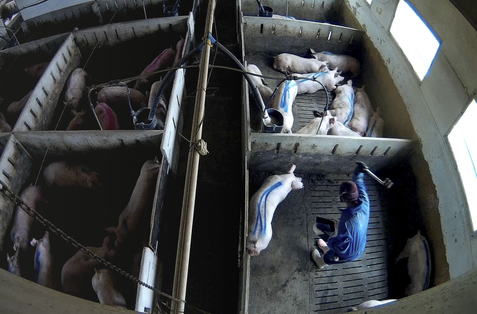 El Seprona investiga por maltrato animal a una granja de cerdos sin el sello voluntario de bienestar IAWS