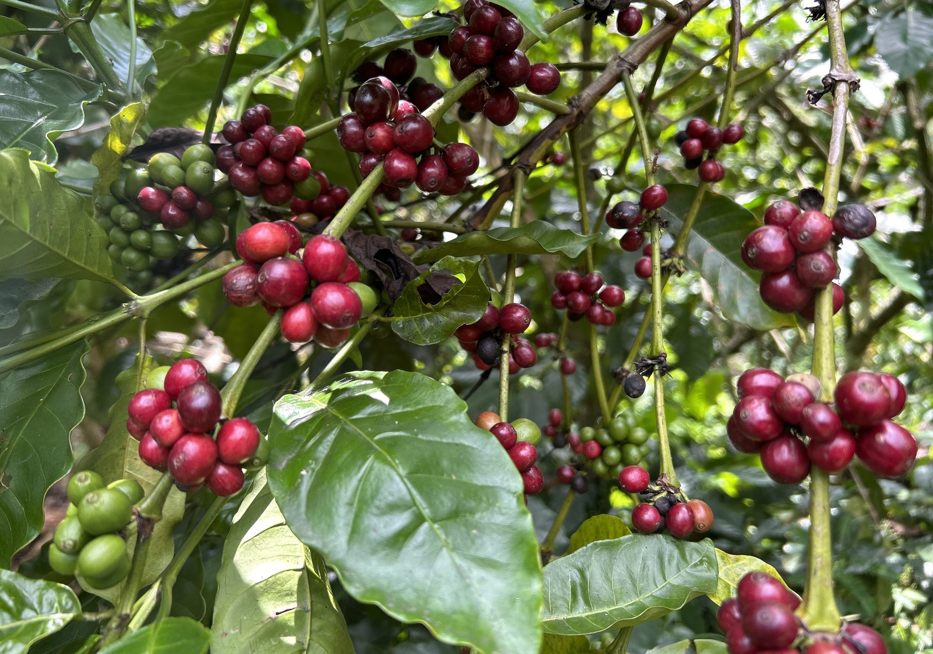 MEX1723. TAPACHULA (MÉXICO), 12/03/2024.- Fotografía de una planta de Café tomada este martes, en la ciudad de Tapachula en Chiapas (México). Agricultores y autoridades de la frontera de México con Guatemala advierten de una caída del 80 % en los últimos dos años de jornaleros mexicanos y centroamericanos en los cultivos de café y caña porque prefieren migrar a Estados Unidos en medio de la violencia y la sequía que afecta a la región. EFE/Juan Manuel Blanco
