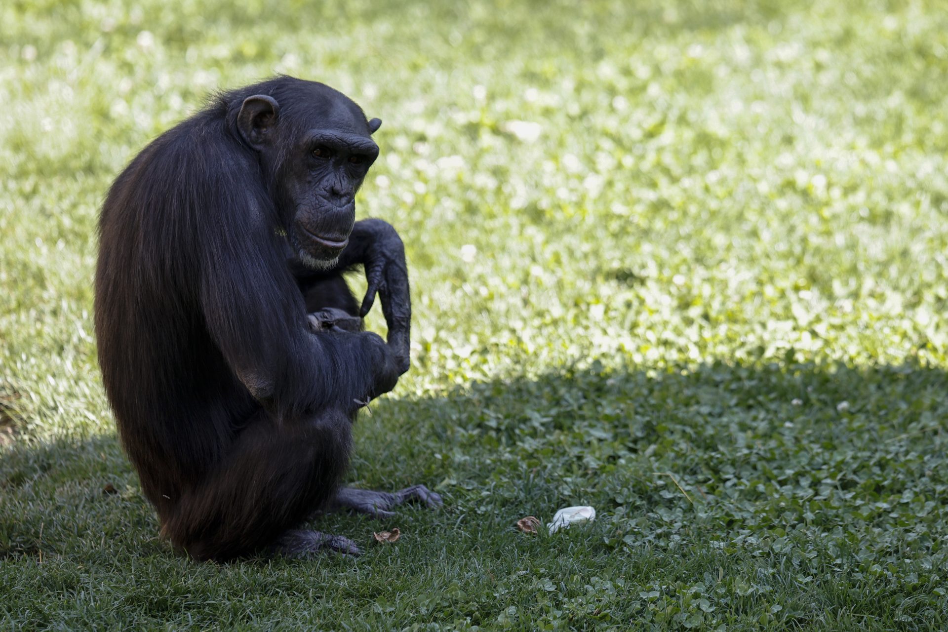 Natalia, la chimpancé del Bioparc de Valencia, sostiene el cuerpo de su cría ya fallecida hace dos meses. EFE/Kai Försterling