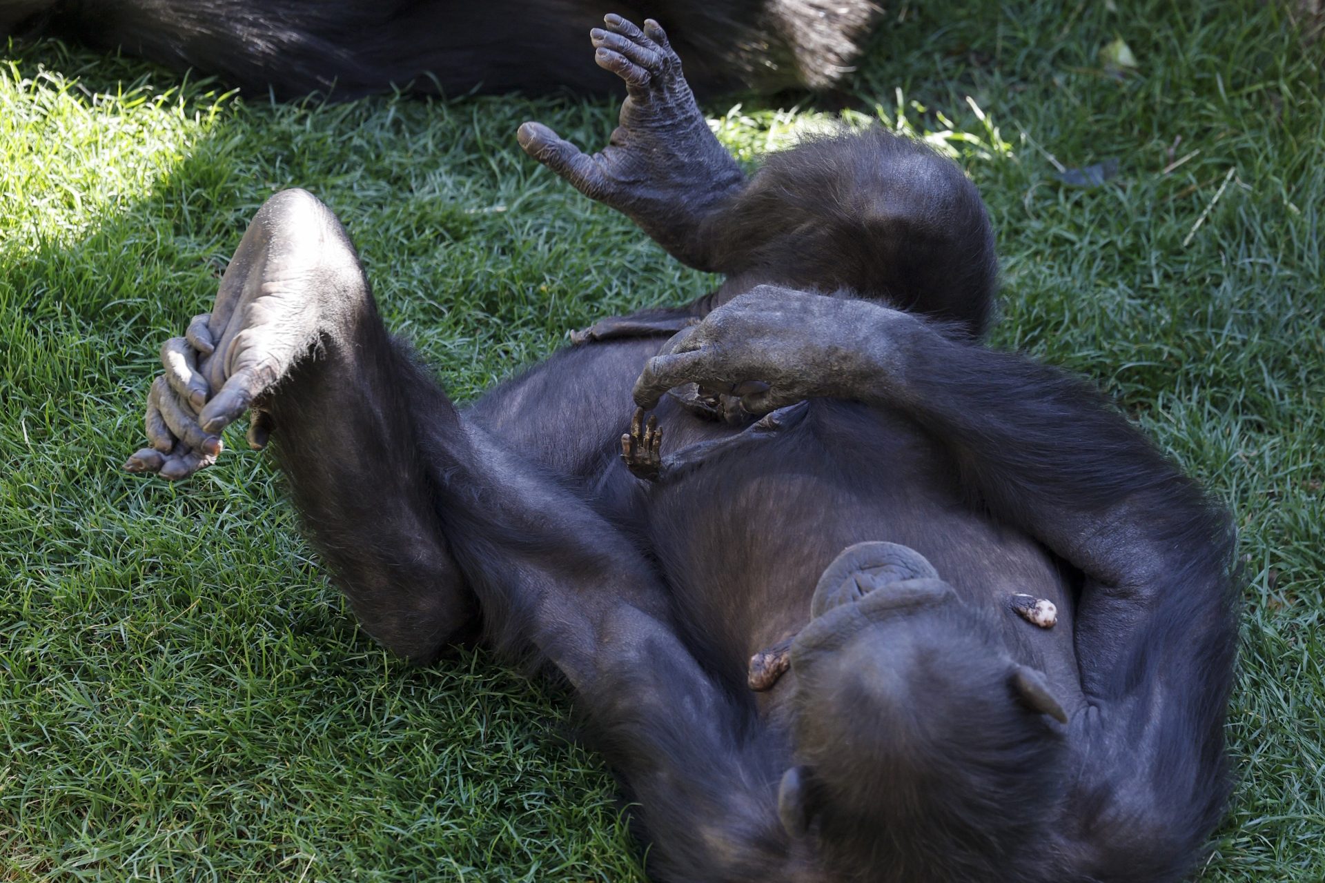 Natalia, la chimpancé del Bioparc de Valencia, acaricia la mano de su cría ya fallecida hace dos meses. EFE/Kai Försterling