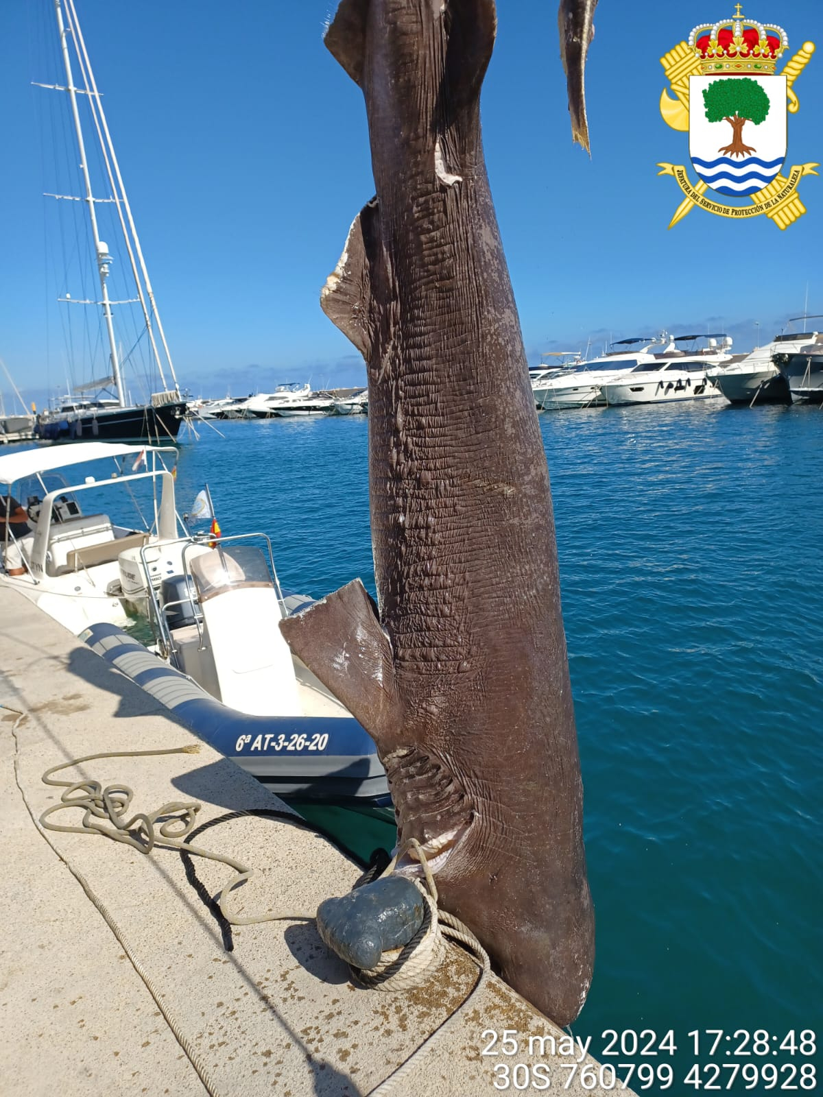 La Red de Varamientos de la Comunidad Valenciana registró esta semana en Altea (Alicante) una hembra de cañabota de 4,61 metros de longitud, el tiburón más grande que habita en el fondo marino del Mediterráneo, hallada muerta flotando en el mar, gracias al aviso de una empresa náutica local. EFE/Jefatura del Servicio de Protección de la Naturaleza SÓLO USO EDITORIAL SOLO USO PERMITIDO PARA ILUSTRAR LA NOTICIA QUE APARECE EN EL PIE DE FOTO CRÉDITO OBLIGATORIO