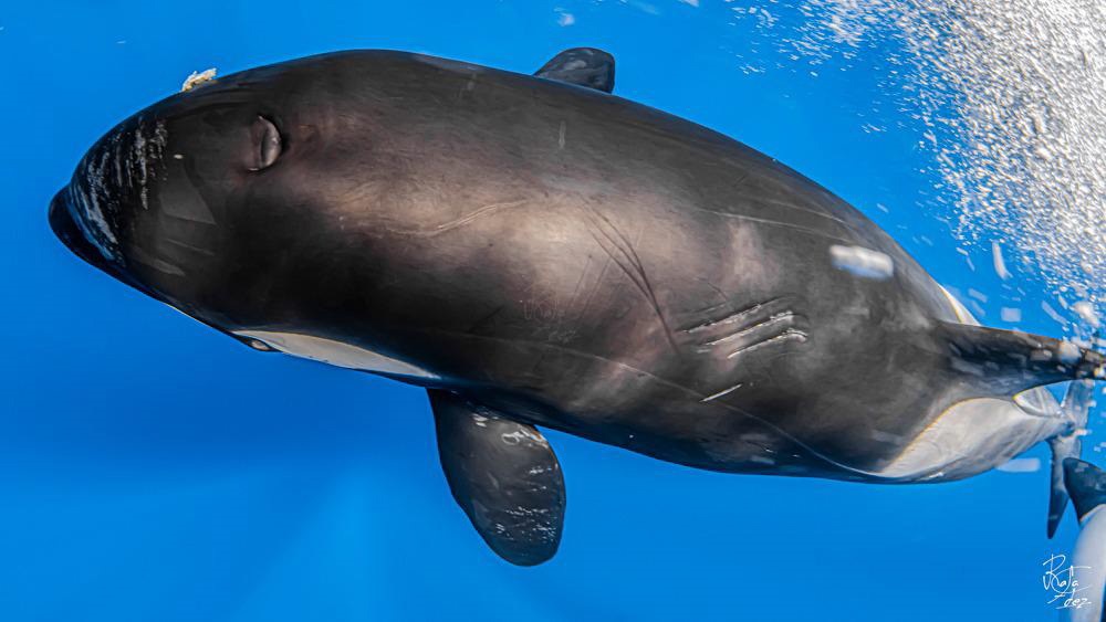 En la imagen de archivo, una orca que ha sido objeto de ataque al haber contactado con un velero en el Estrecho. EFE/ Rafael Fernández Caballero