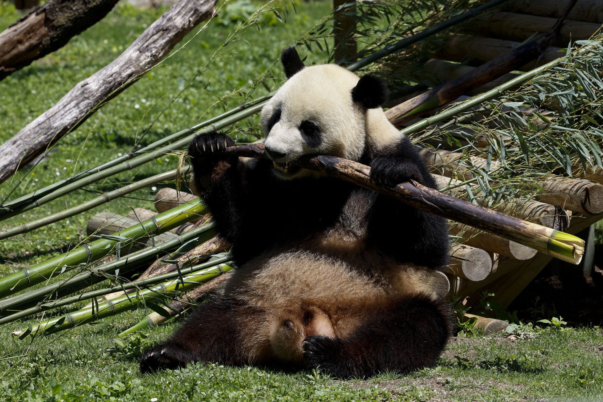 La reina Sofía, en la plaza que lleva su nombre, preside el acto presentación nueva pareja pandas gigantes en el Zoo Aquarium de Madrid este jueves. EFE/ Zipi