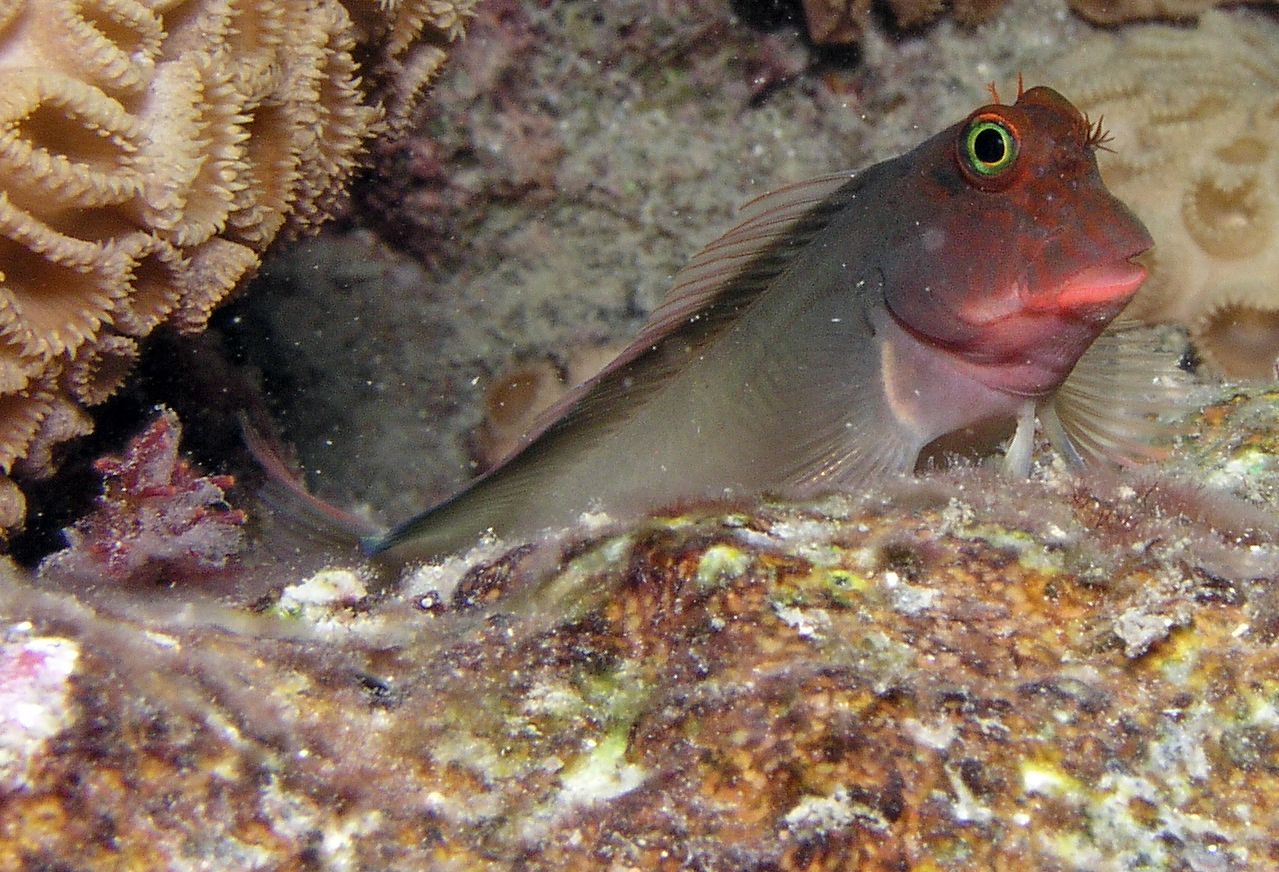 Un equipo internacional de científicos ha descubierto un nuevo parásito en el "blenio de labios rojos", un pez que habita en los arrecifes tropicales, pero está presente en peces de todo el mundo. En la imagen, un ejemplar de "blenio". Foto: Matthew Hoelscher/Cedida por el Consejo Superior de Investigaciones Científicas.