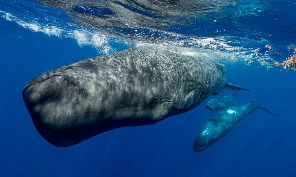 Los cachalotes son los animales con el cerebro más grande que jamás haya existido en el planeta. Un nuevo estudio señala que su comunicación es más compleja de lo que se creía. Crédito: Amanda Cotton y Proyecto CETI