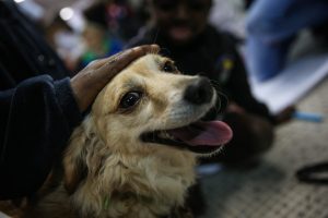 Acompaña crónica BRASIL REFUGIADOS - BRA105 .SAO PAULO (BRASIL), 24/06/2017.- Fotografía del 24 de junio de 2017, de perros que son utilizados en terapias a refugiados en Brasil. A primera hora de la mañana se escuchan algunos ladridos en un albergue para solicitantes de refugio en Sao Paulo. La llegada de los perros da comienzo a la terapia con animales, una iniciativa con la que una organización brasileña busca el estímulo físico y psíquico de los recién llegados. EFE/FERNANDO BIZERRA JR[Acompaña crónica BRASIL REFUGIADOS ]