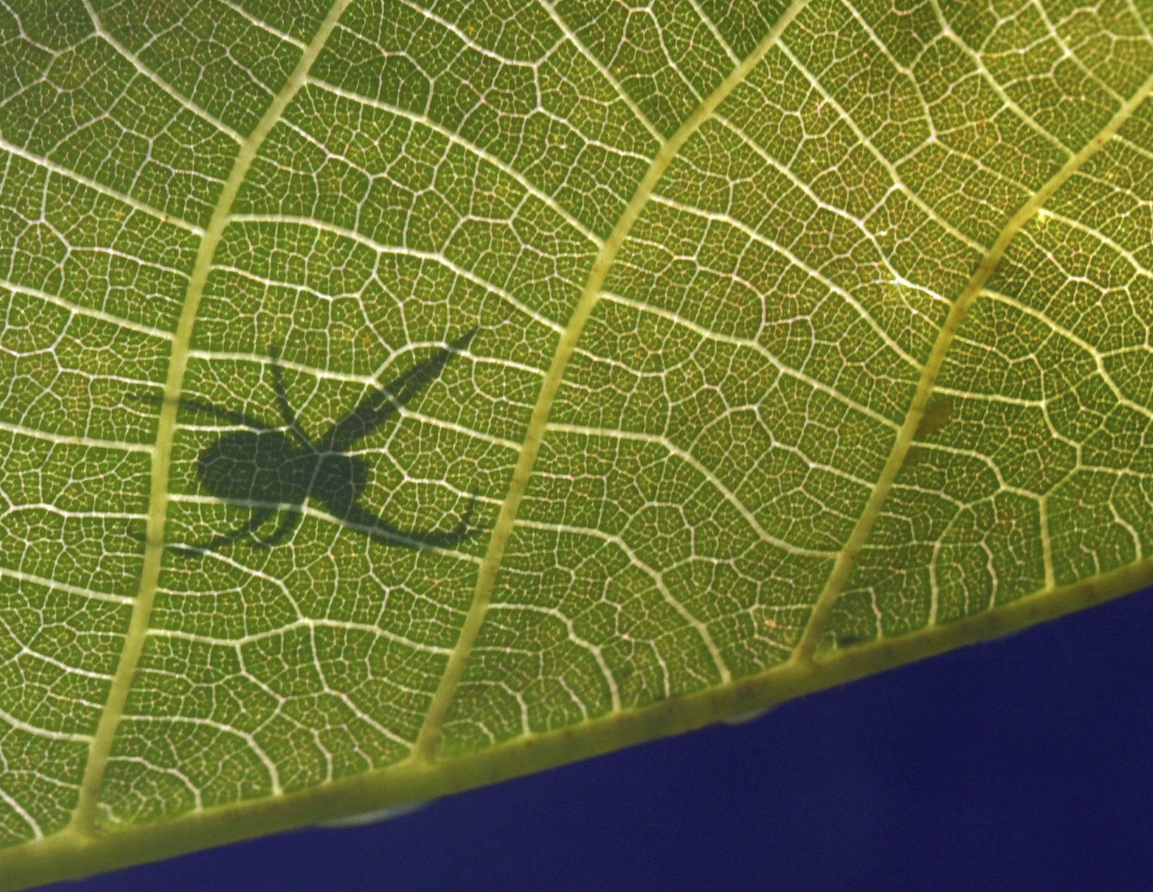 epa03240403 The shadow of a spider is seen on a leaf in Dresden, Germany, 28 May 2012. The weather remains sunny in Germany. EPA/MATTHIAS HIEKEL